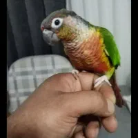 گرینچیک‌ سخنگو رام و‌ رقاص