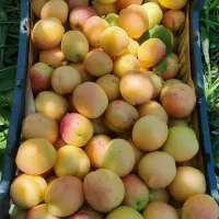 زردالو|خوردنی و آشامیدنی|بران, |دیوار