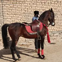 نریون سواری دار