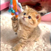 کانال گربه‌ها (پرشین/بریتیش/اسکاتیش)|گربه|کرمانشاه, |دیوار