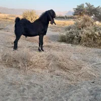 پاچن اصل نسل دار|حیوانات مزرعه|ریگ ملک, |دیوار