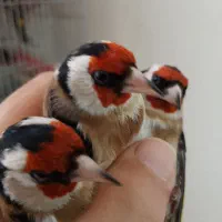 سره وسره قناری قرس بخون