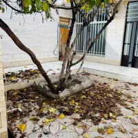 اجاره ویلایی مستقل لب خیابان خواجو