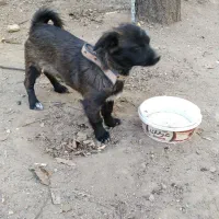 سگ پامرا|سگ|تویسرکان, |دیوار