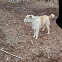 سگ گله ای فروشی|سگ|کوهبنان, |دیوار