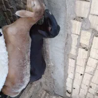 تغل چینی برای گشتن وداشت