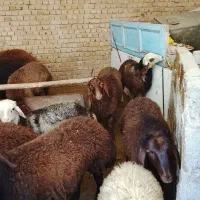 بره نربرای قربانی ونذری