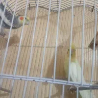 یک جفت عروس هلندی معاوضه