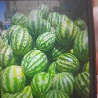 هندوانه درجه 1بشرط چاقو