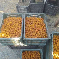 الو بخارا افتابی