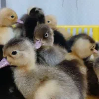 جوجه اردک اصلاح نژادی