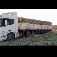 خرید انواع چوب صنوبر بید میوه|خدمات باغبانی و درختکاری|سنقر, |دیوار