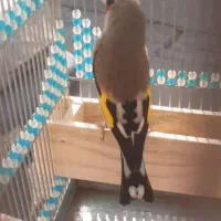 سهره و عروس هلندی