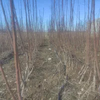 نهال گیلاس|خدمات باغبانی و درختکاری|سملقان, |دیوار