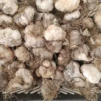 سیر درجه یک بذری