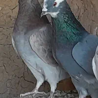 طوقی و تهرانی معاوضه (سهره )|پرنده|کرمانشاه, |دیوار