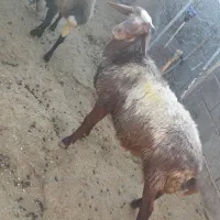 گوسفند بره نر  قوچ
