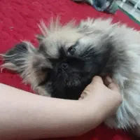 ۳ توله پا کوتاه و نر بالغ پیکینیز|سگ|فاضل آباد, |دیوار