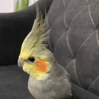 عروس هلندی نیمه بالغ نر همراه با وسایل کامل