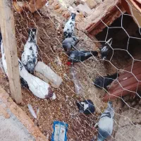 کبوتر