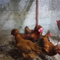 جوجه محلی از نژاد عالی|حیوانات مزرعه|کیاکلا, |دیوار