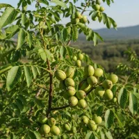 نهـال گـردو ژنوتیپ سرمـایه‌گذاری عالی کشاورزان