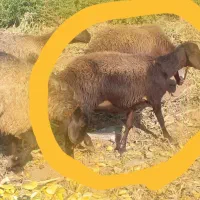 بره|حیوانات مزرعه|قیدار, |دیوار