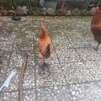 خروس ومرغ|حیوانات مزرعه|سیاهکل, |دیوار