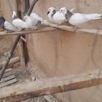 کفتر کبوتر طوقی|پرنده|سجاس رود, |دیوار