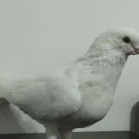 کبوتر تهرانی نر گمشده در فارسان|حیوانات|فارسان, |دیوار