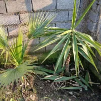 سیکاس و یوکا