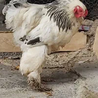 خروس برهما|حیوانات مزرعه|ساری, |دیوار