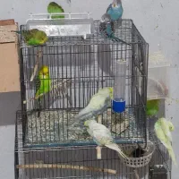 فنچ، مرغ عشق ، قناری ،کبوتر دم چتری