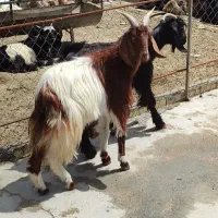 کهره نر و ماده