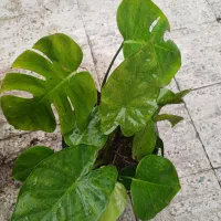 برگ انجیری|گل و گیاه طبیعی|بندر انزلی, کوی واحدی|دیوار