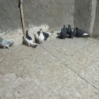 کفتر|پرنده|زرند, |دیوار