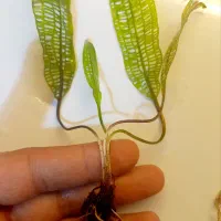 گیاه آکواریوم پلنت|ماهی|تهران, کرمان|دیوار