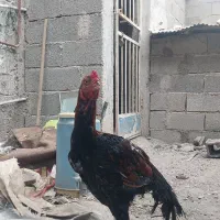 سالم|حیوانات مزرعه|لشت نشا, |دیوار