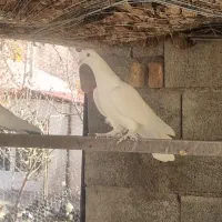 کبوتر پرشی|پرنده|طالقان, |دیوار