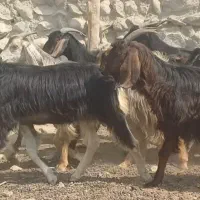 فروش ۱۶ راس بز کهره دار