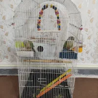 طوطی گرینچیک