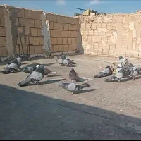 کبوتر