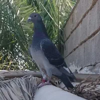 استعلام پرینت کبوتران پلاکی