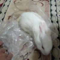 حیوان خانگی