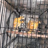 قناری جیبر جیبوس|پرنده|مشهد, هدایت|دیوار