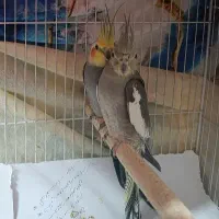 عروس هلندی جفت