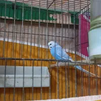 یه جفت مرغ عشق مولد|پرنده|برخوار, |دیوار