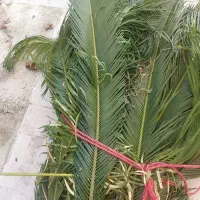 برگ سیکاس سایز بزرگ
