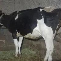گاو سیمینتال جوان