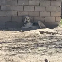 یک عددسگ ماده